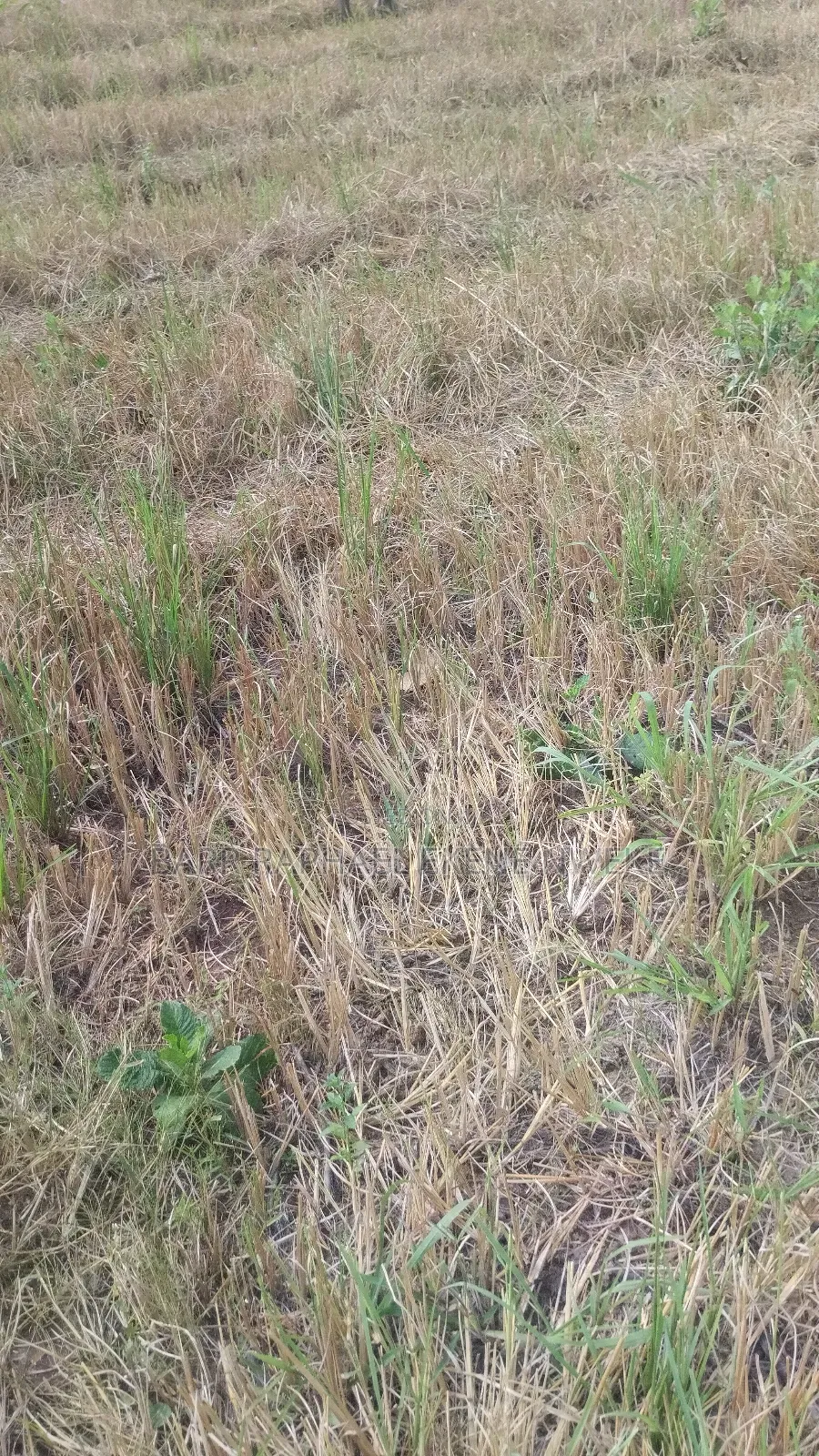 50 Plots of Sale in Aghamelu