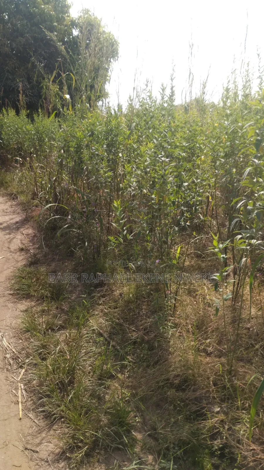 2000 Plots of Land for Sale in Aghamelu