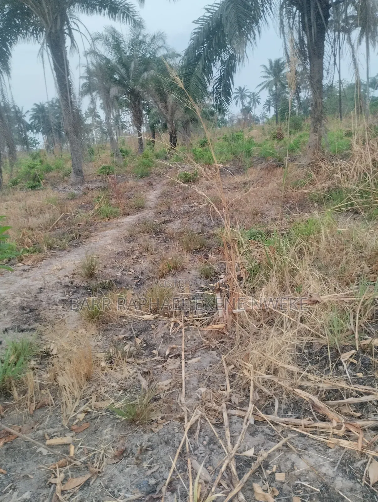 4 Plots of Land for Sale in Aghamelu