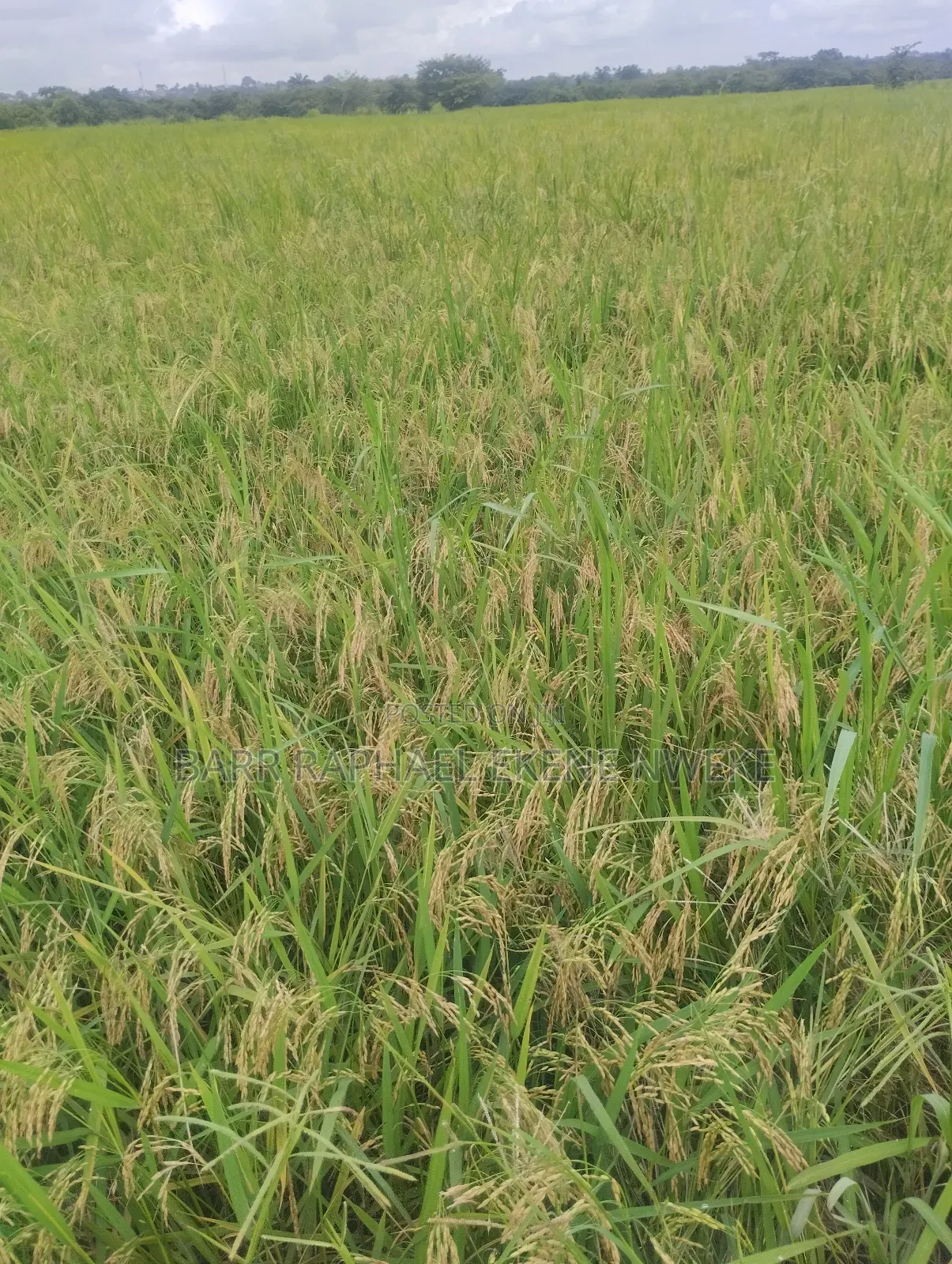 14 Plots of Land for Sale in Aghamelu