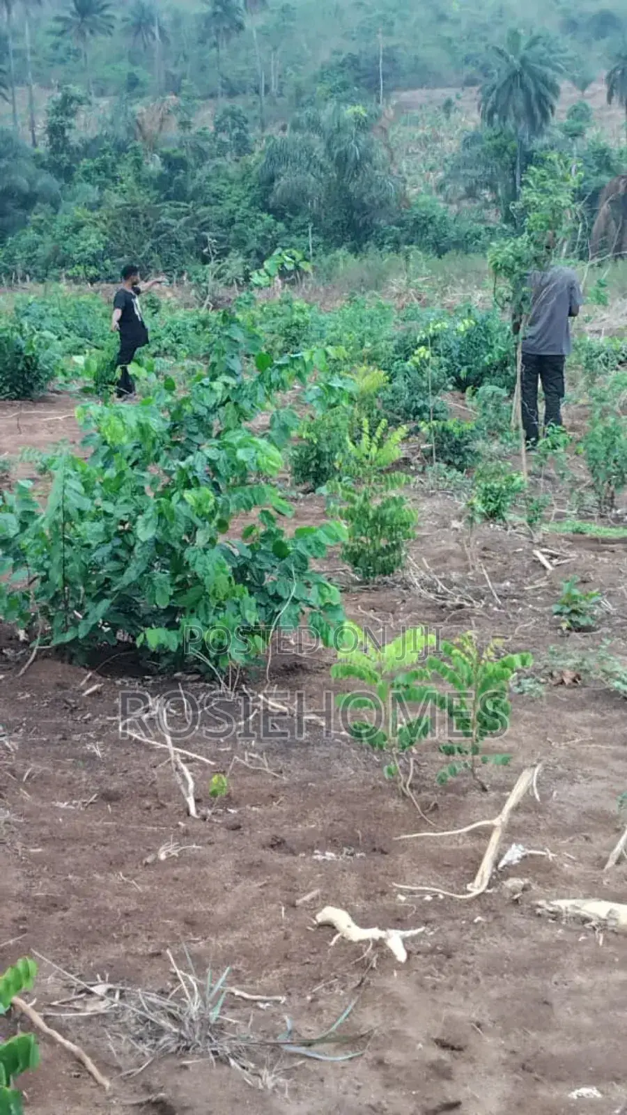 Land With Genuine Register Survey in Epe