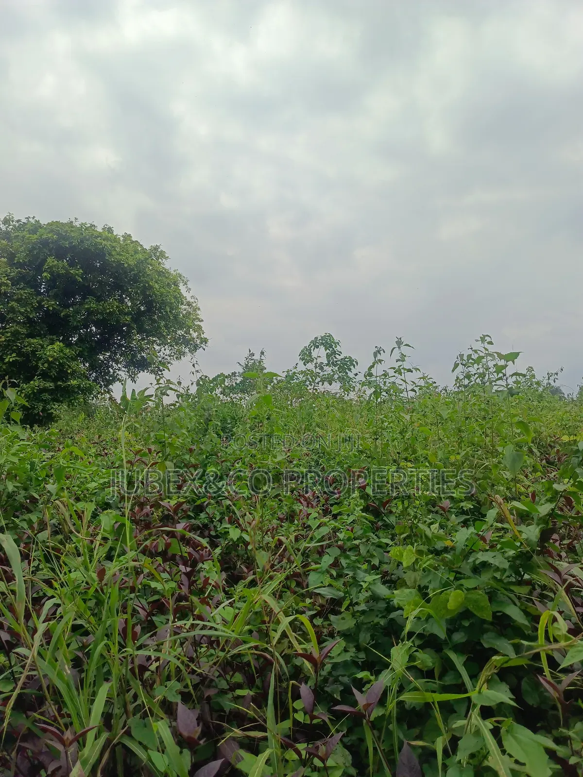 Acres of Land at Obafemi Owode in Obafemi-Owode