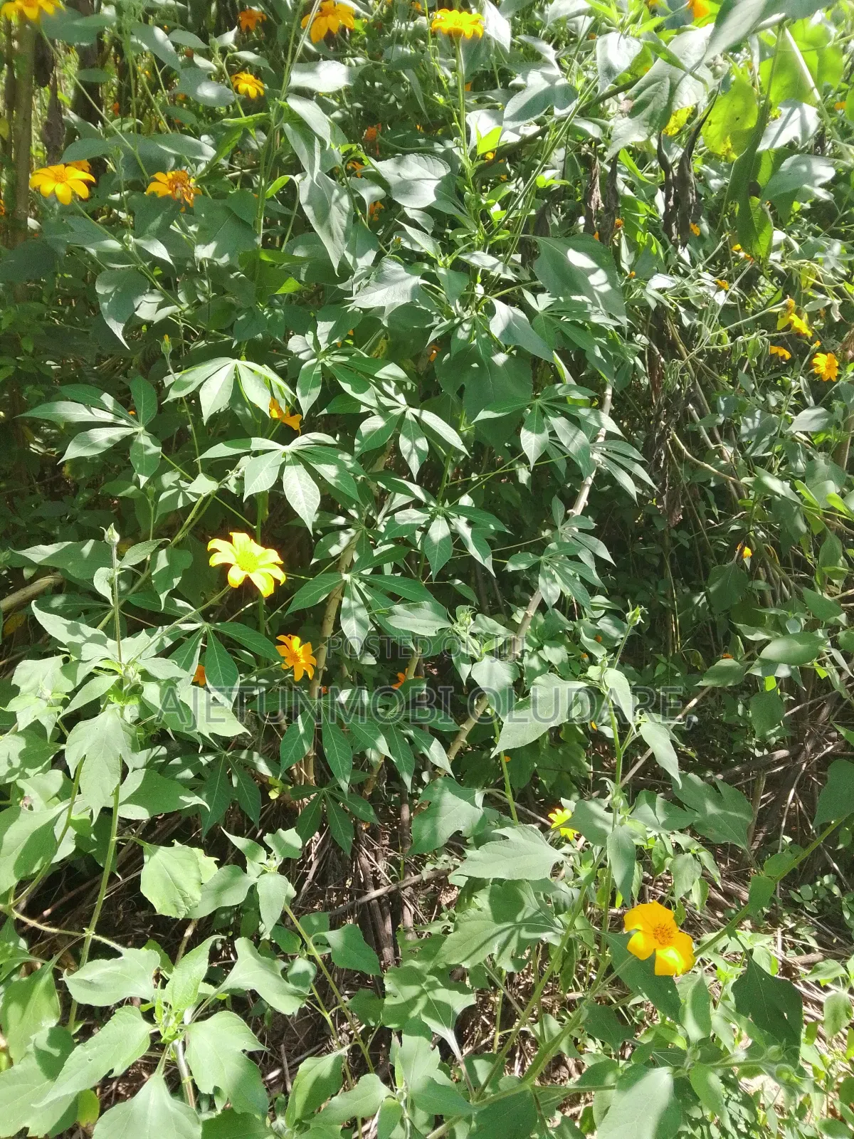 Land For Sale in Ado Ekiti
