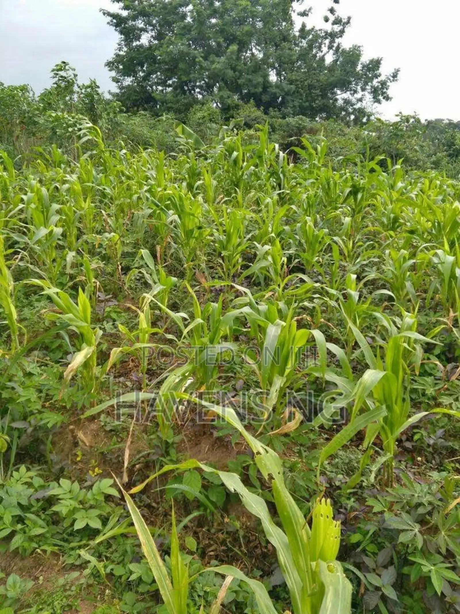 Farmland for Sale in Elere in Eruwa