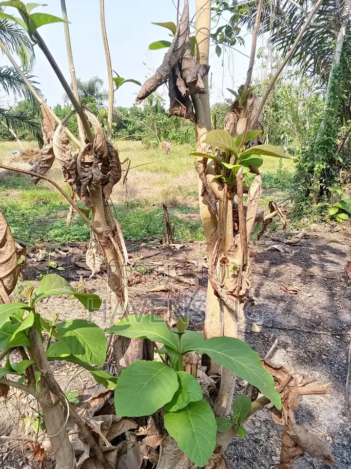 Acres of Land for Sale in Ibadan in Ido