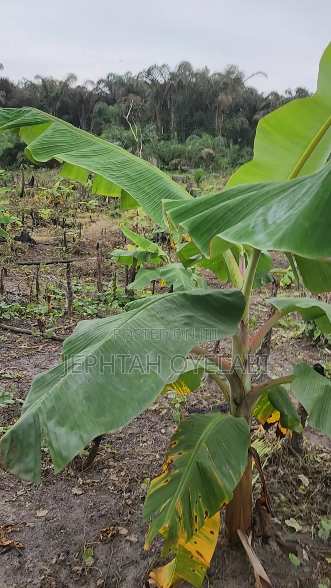 4 Plots of Land for Sale in Epe in Epe