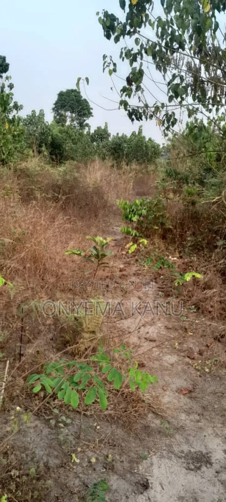 20 Fertile Plots for a Lucky Buyer. in Ukwa