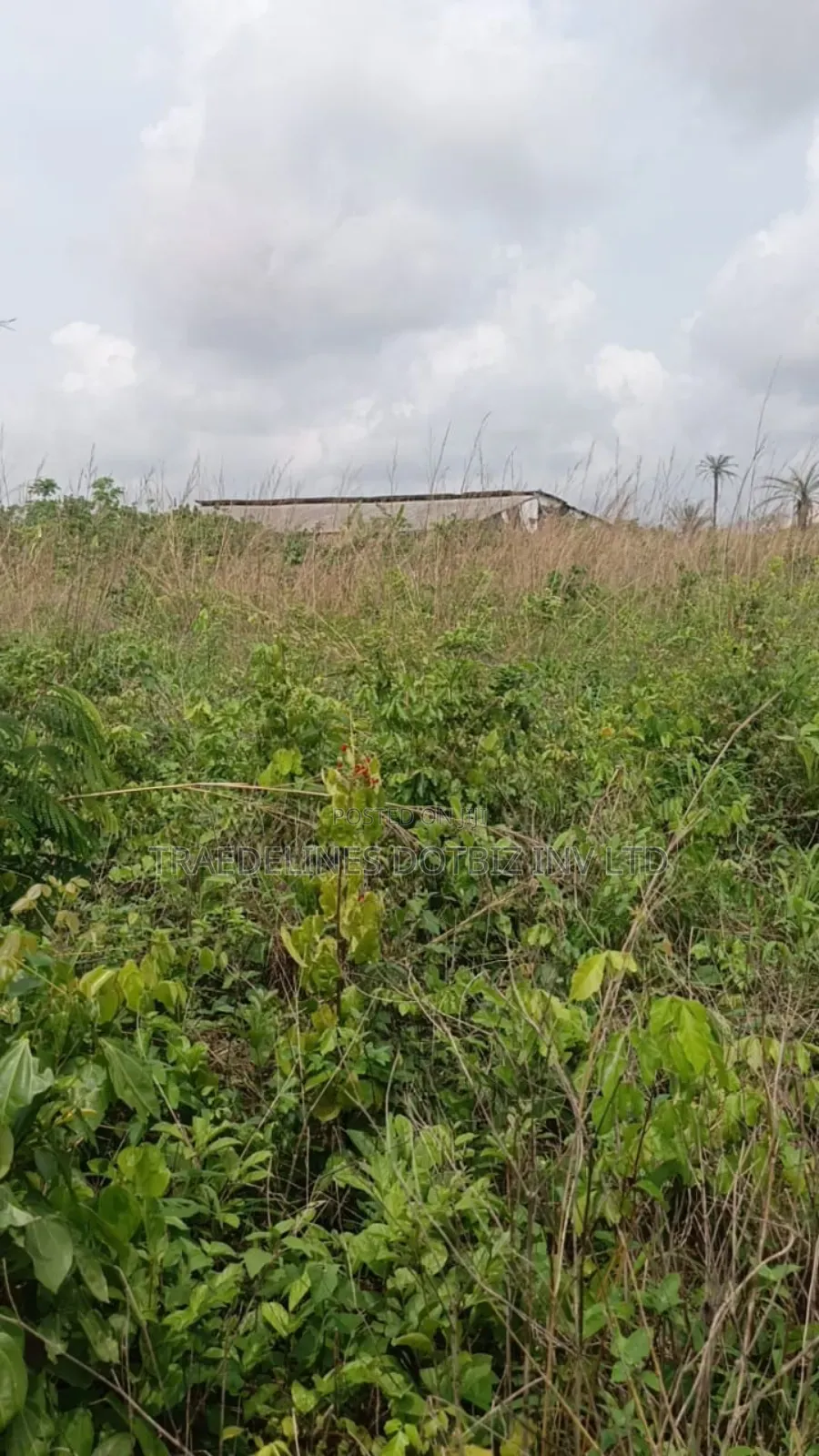 9and Half Plots at Ofada in Ifo