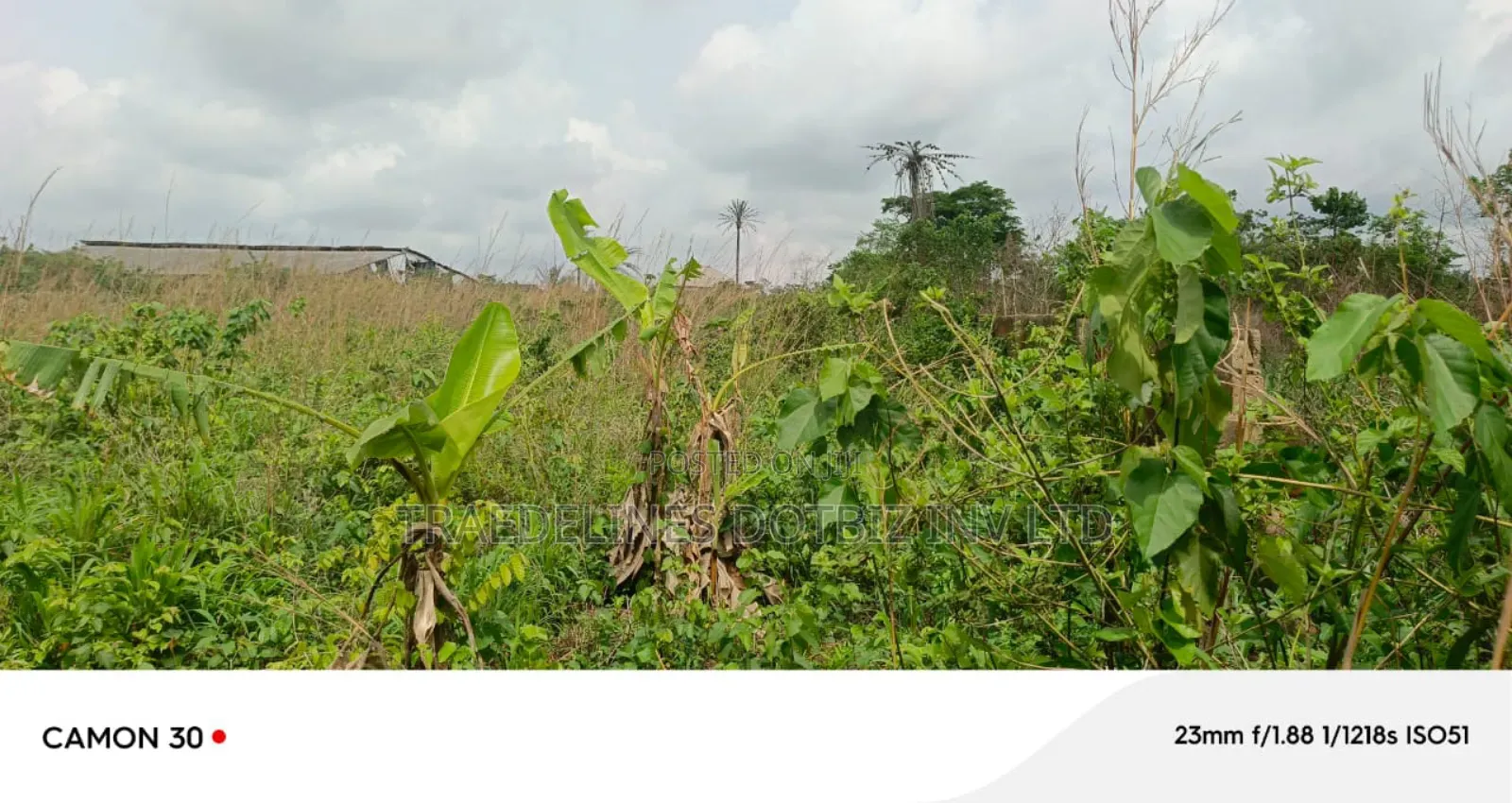 9and Half Plots at Ofada in Ifo