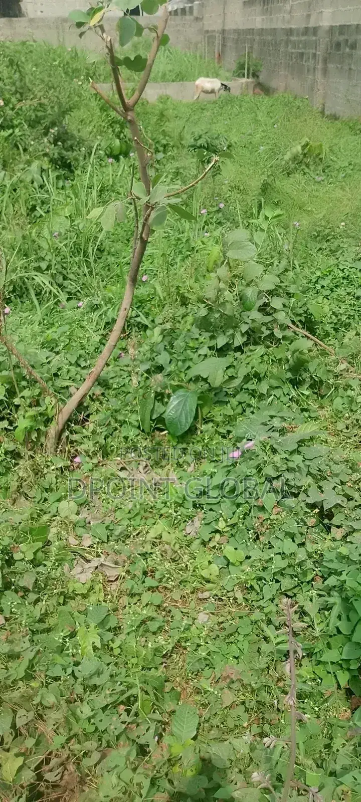 A Full Plot of Land in P T Estate in Alimosho