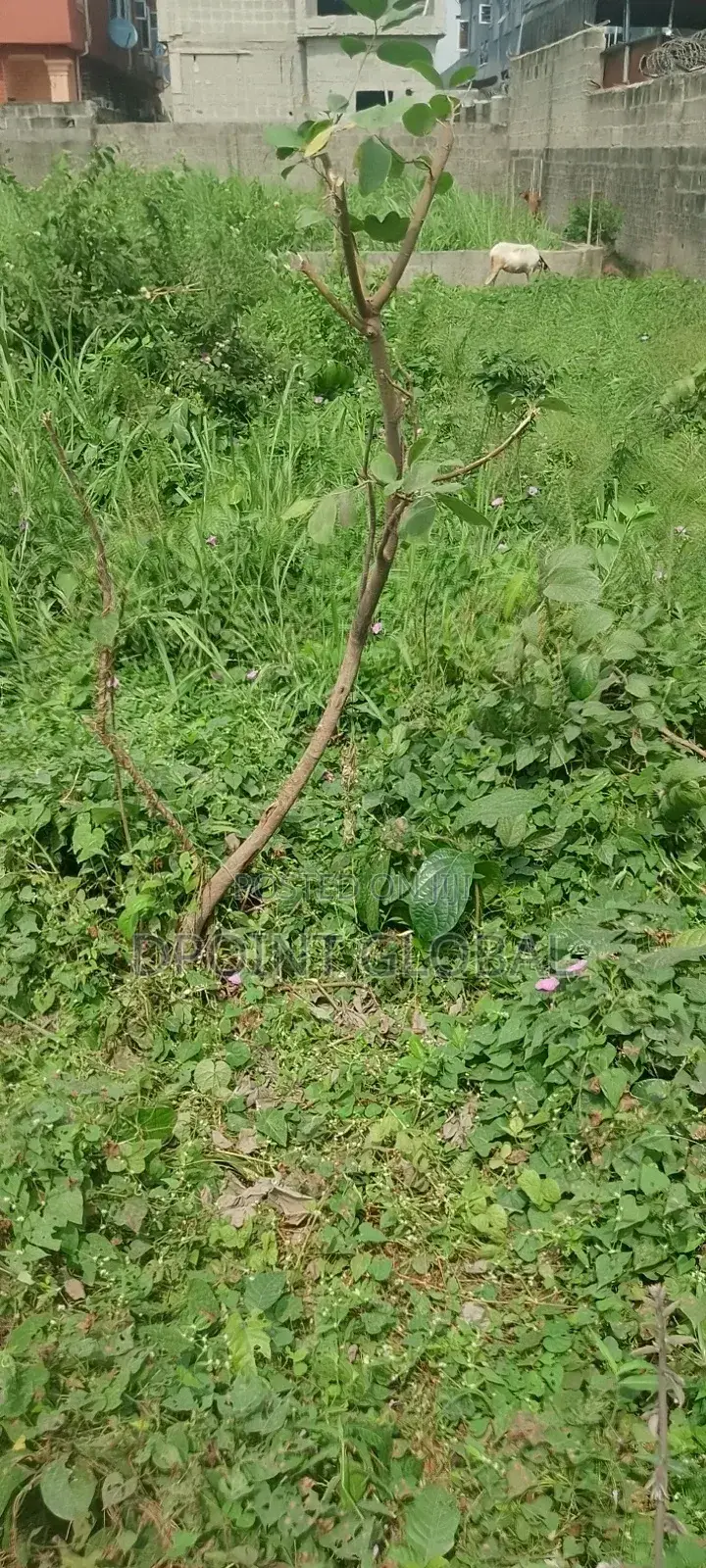 A Full Plot of Land in P T Estate in Alimosho