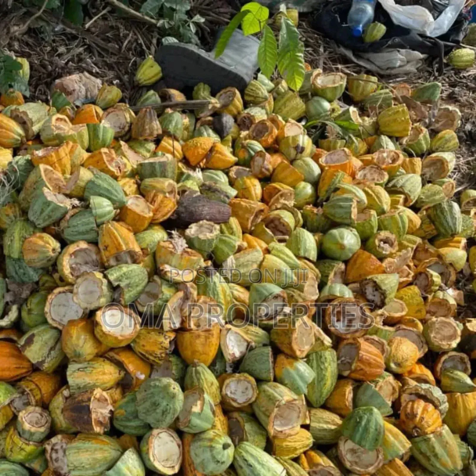 Invest in Cocoa Farming Without Getting Your Hands Dirty. in Ewekoro