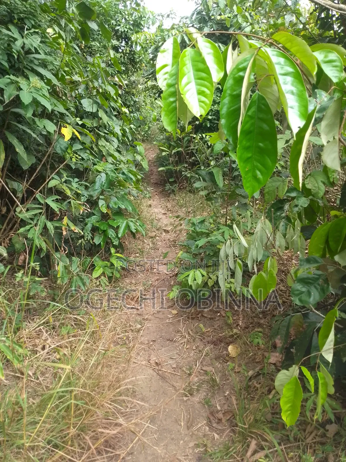 Distress Sale of 10 Plots of Land for 3m in Ulakwo Etche in Port-Harcourt