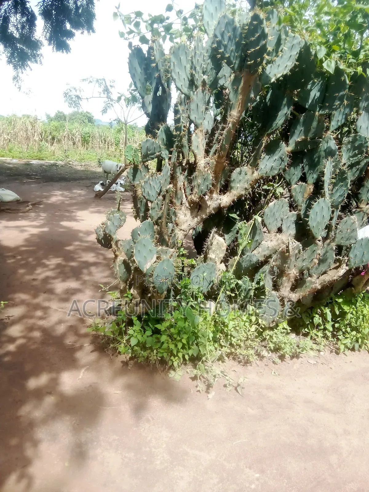 10 Acres of Land for Sale – Km 9, Iseyin–Ogbomoso Road in Iseyin