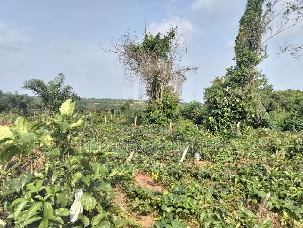 Sales, 60 Plots of Land, at Back of Adron Homes, Emuren Rd. Off Imota in Emure