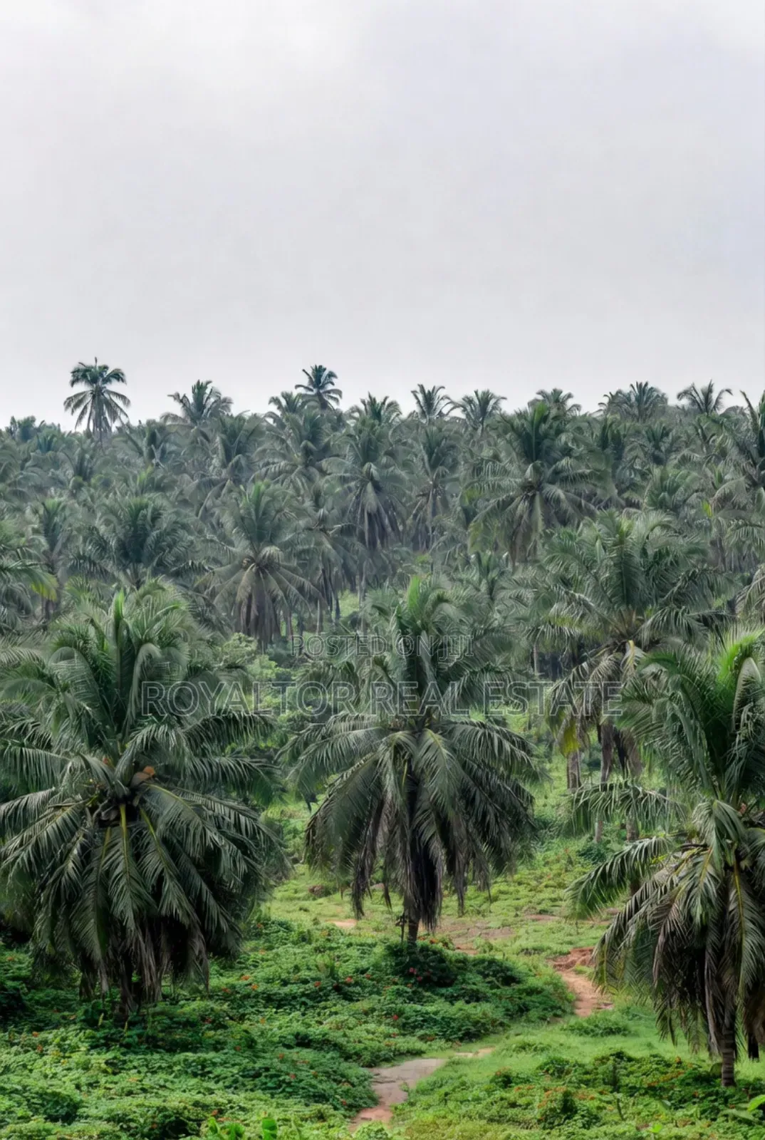Palm Plantation for Sale in Benin City in Benin City