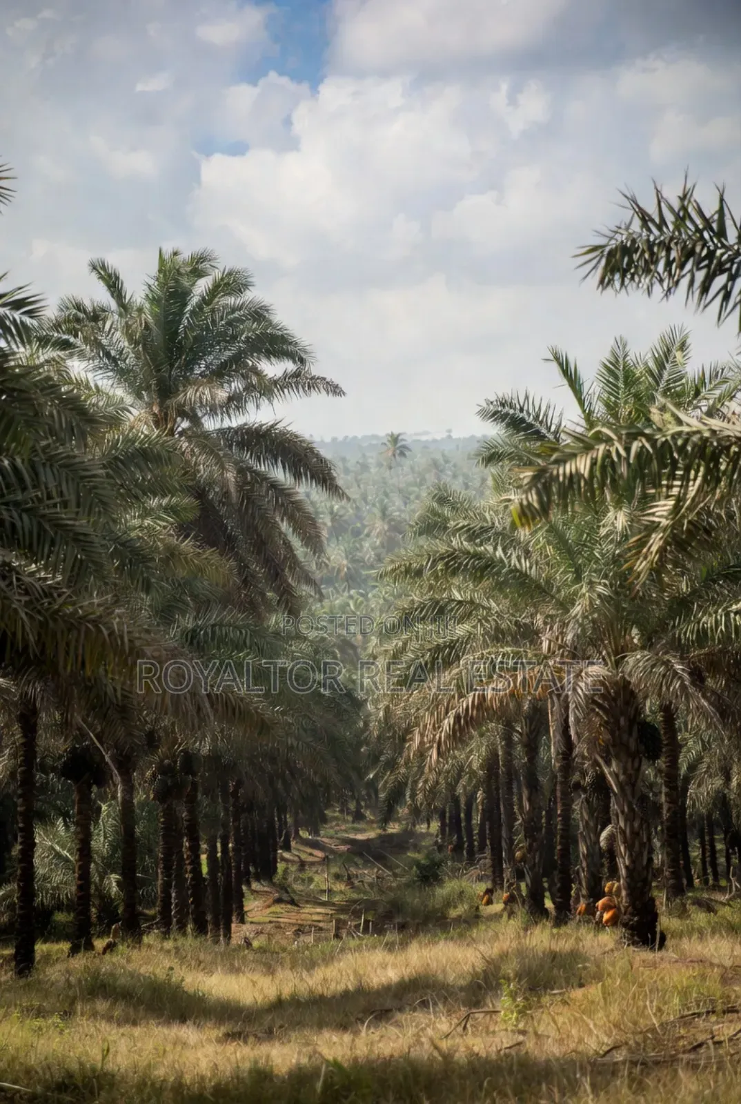Palm Plantation for Sale in Benin City in Benin City