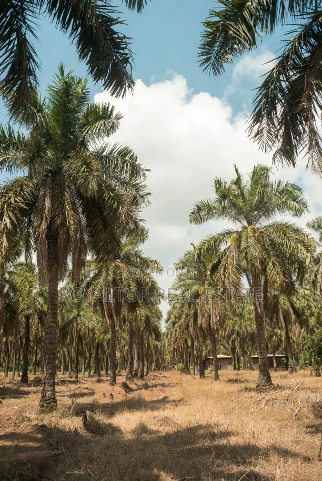 Palm Plantation for Sale in Benin City in Benin City
