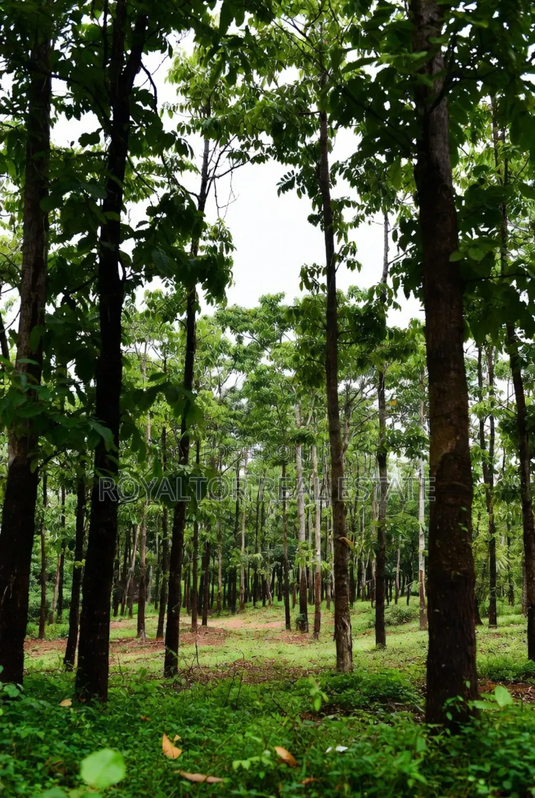 Rubber Plantation for Sale in Benin City in Benin City