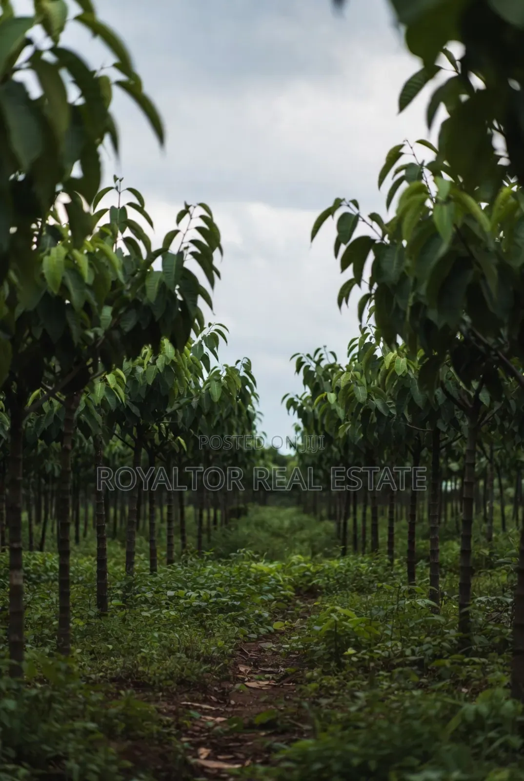 Rubber Plantation for Sale in Benin City in Benin City