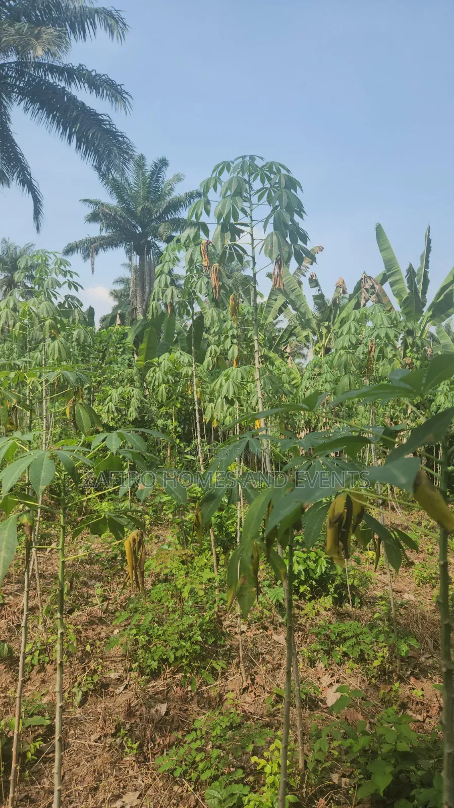 2 Acres of Farmland Near Sukuru for Sale in Ibadan