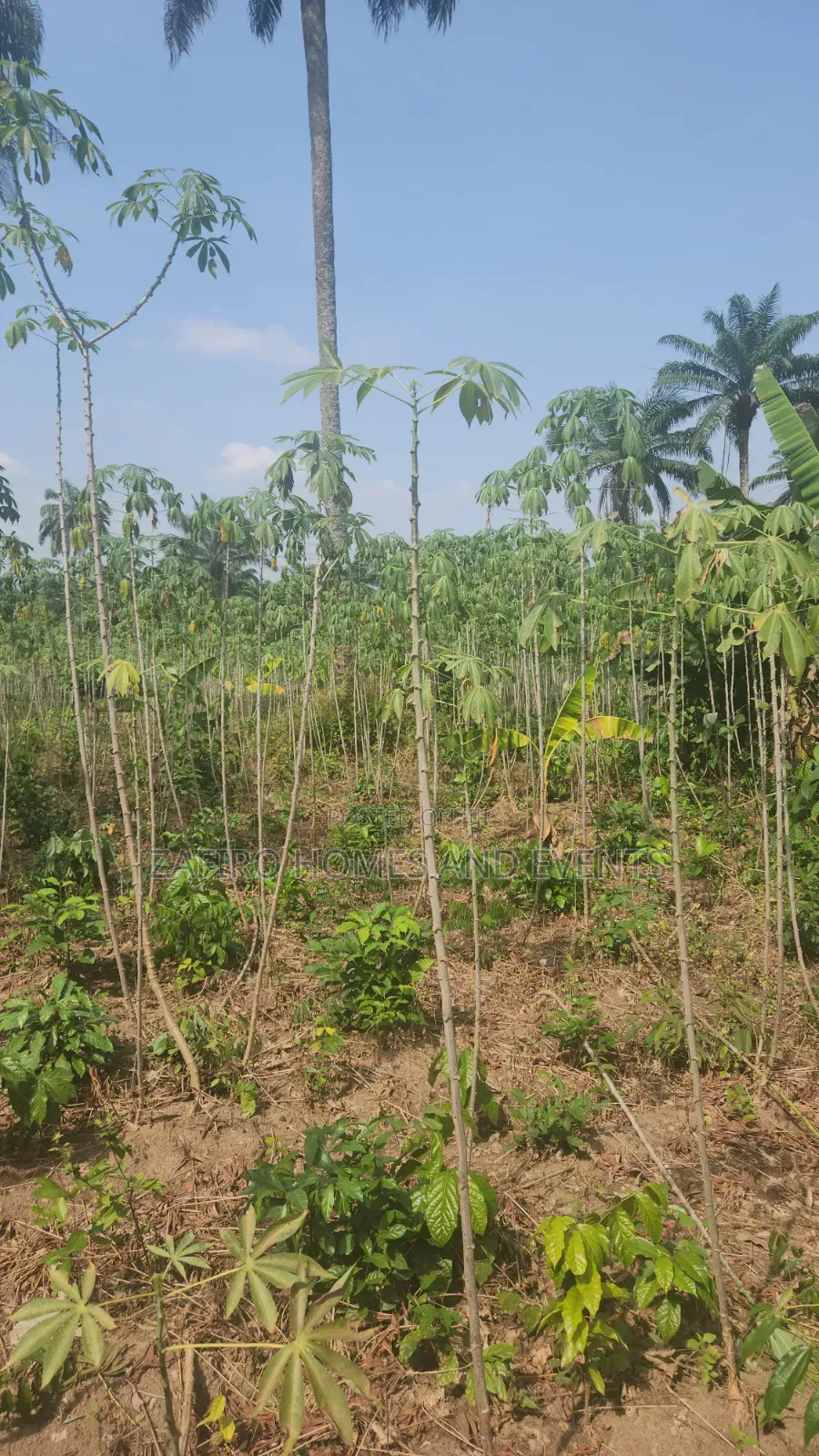 2 Acres of Farmland Near Sukuru for Sale in Ibadan