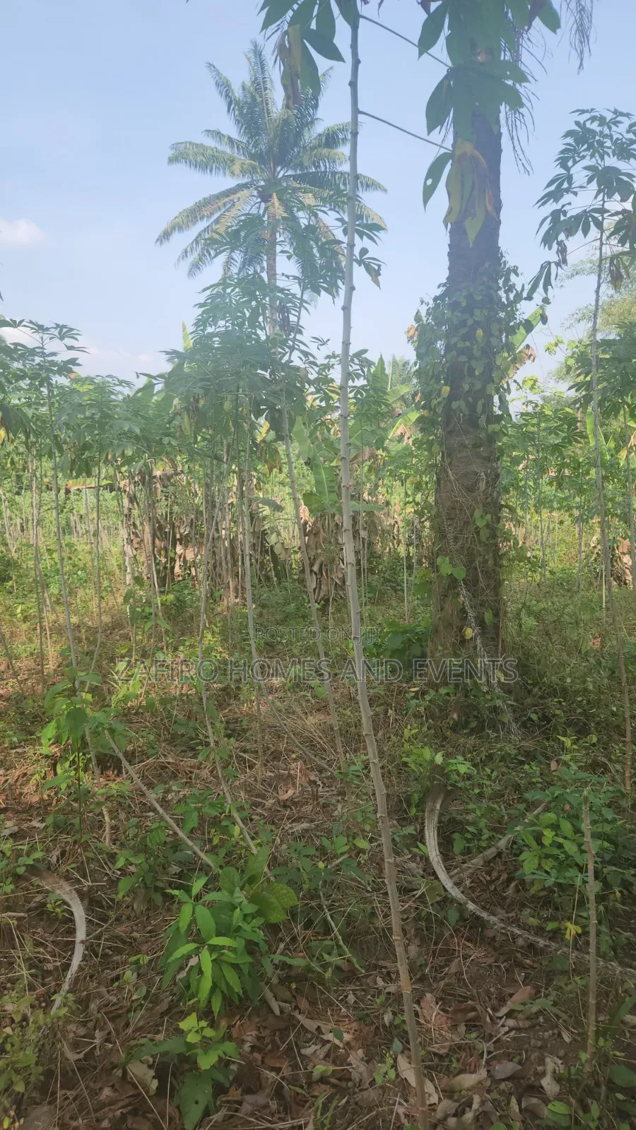 2 Acres of Farmland Near Sukuru for Sale in Ibadan
