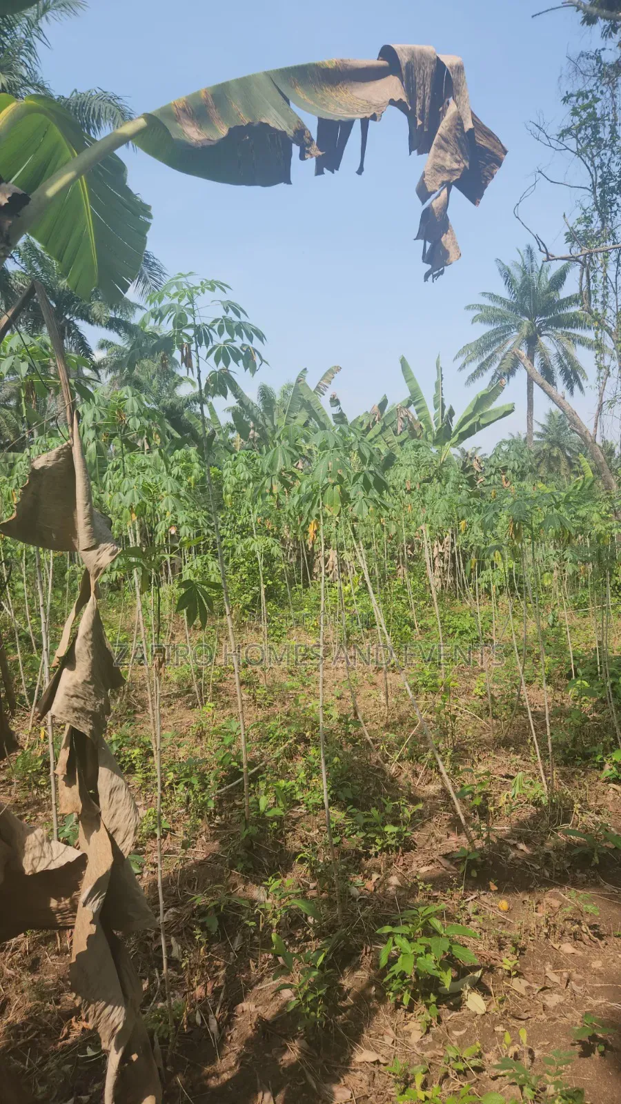 2 Acres of Farmland Near Sukuru for Sale in Ibadan