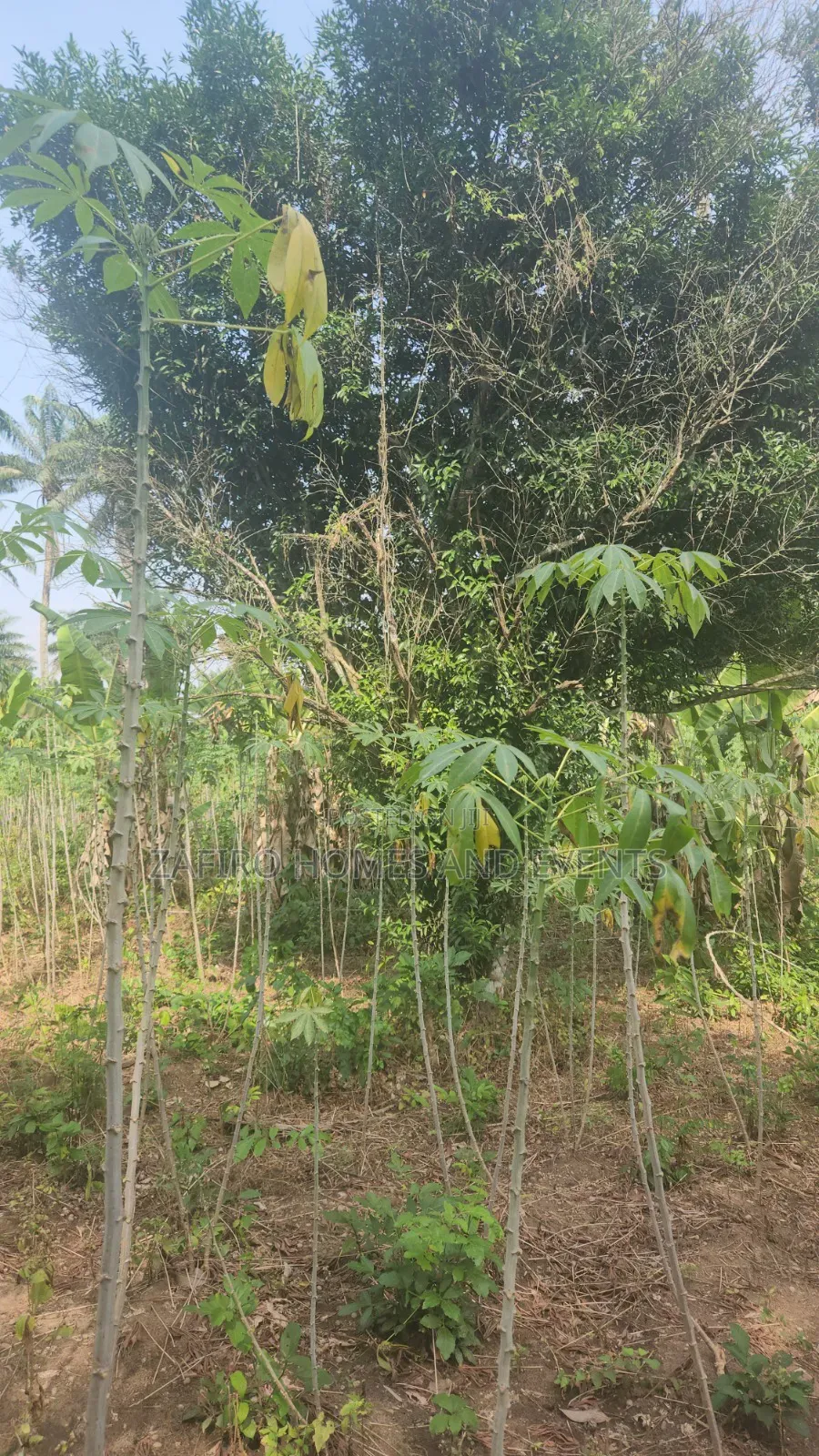 2 Acres of Farmland Near Sukuru for Sale in Ibadan