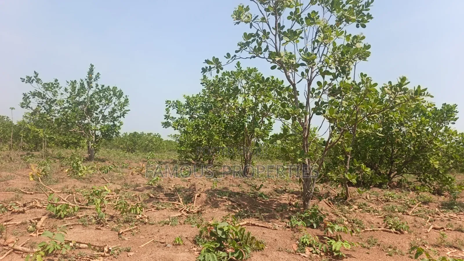 Cashew Farm for Sale in Ilorin West