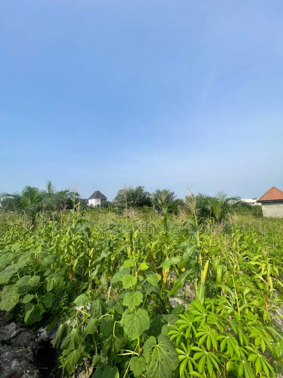 11 Plots Together With C of O in Abijo