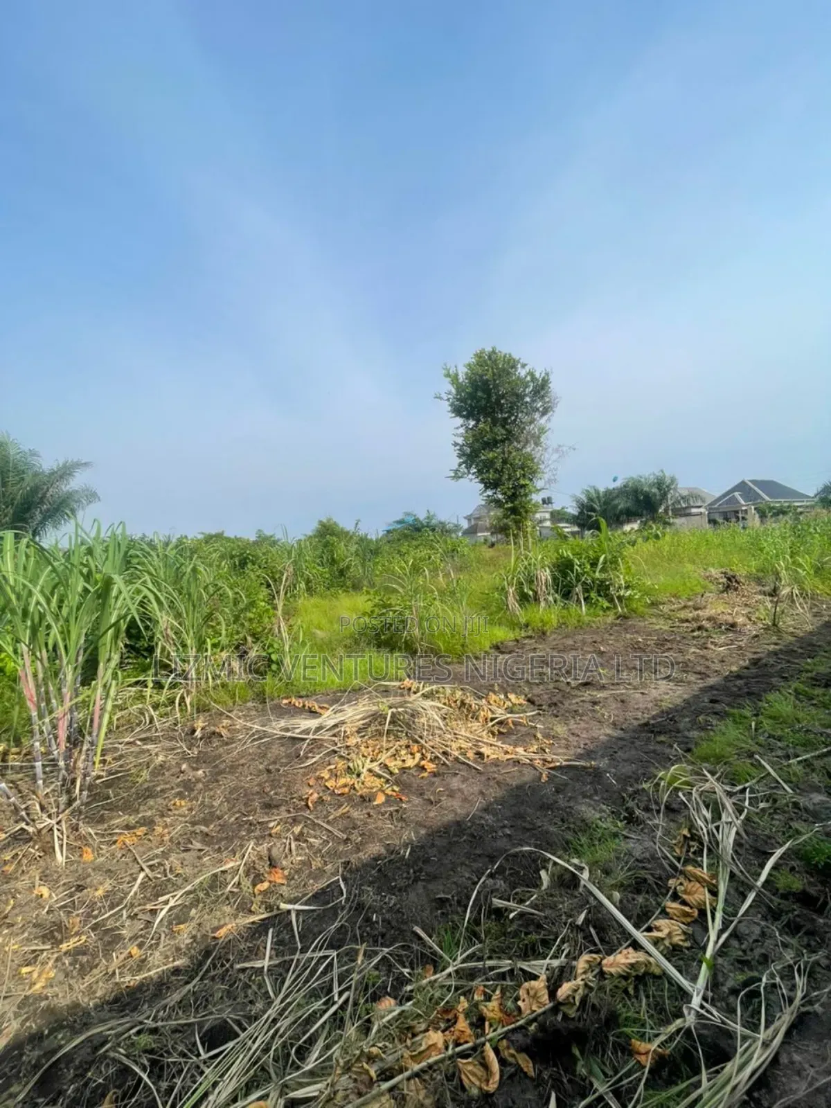 11 Plots Together With C of O in Abijo
