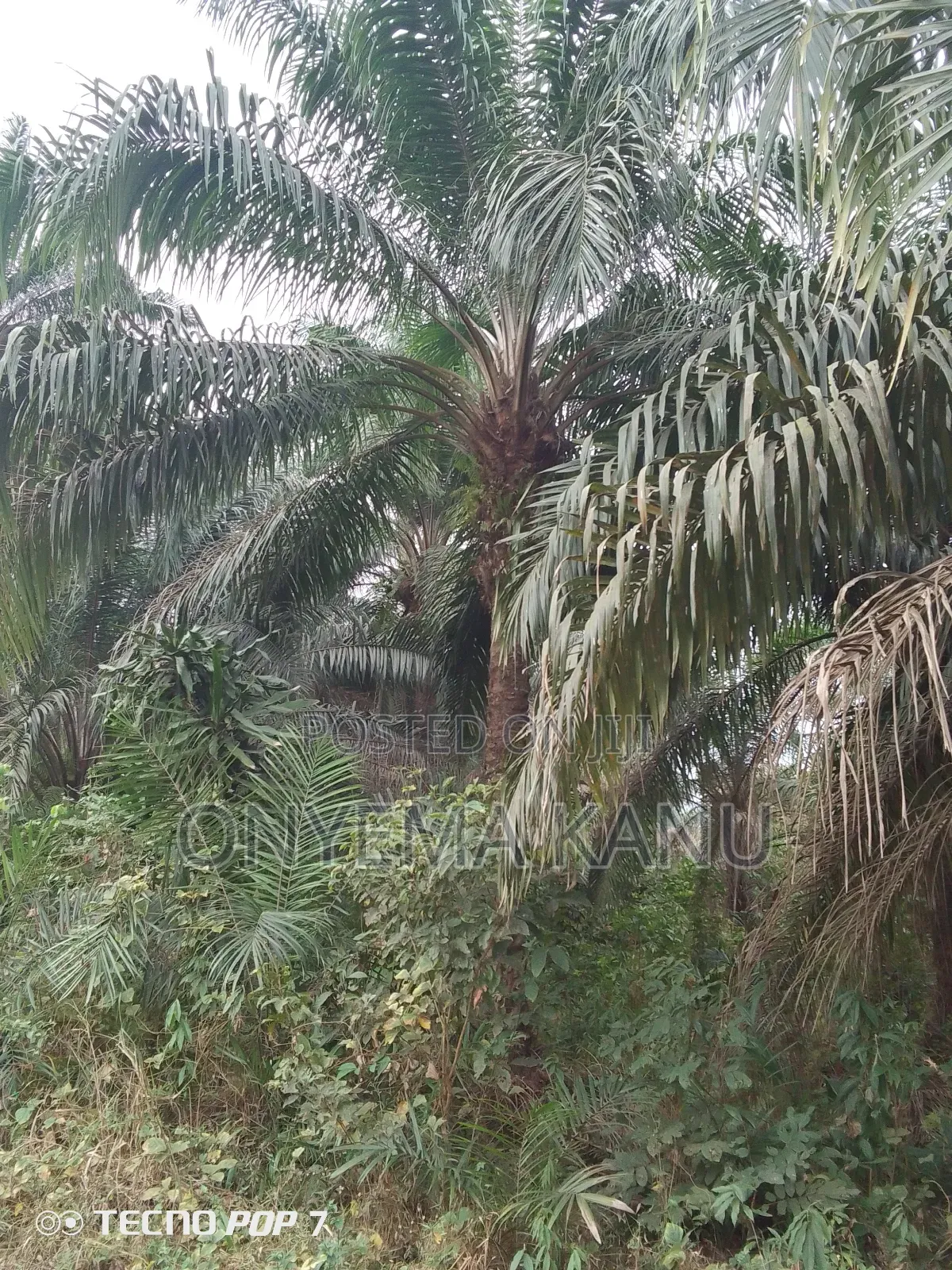 Fully Grown Palm Plantation for Sale. in Ukwa