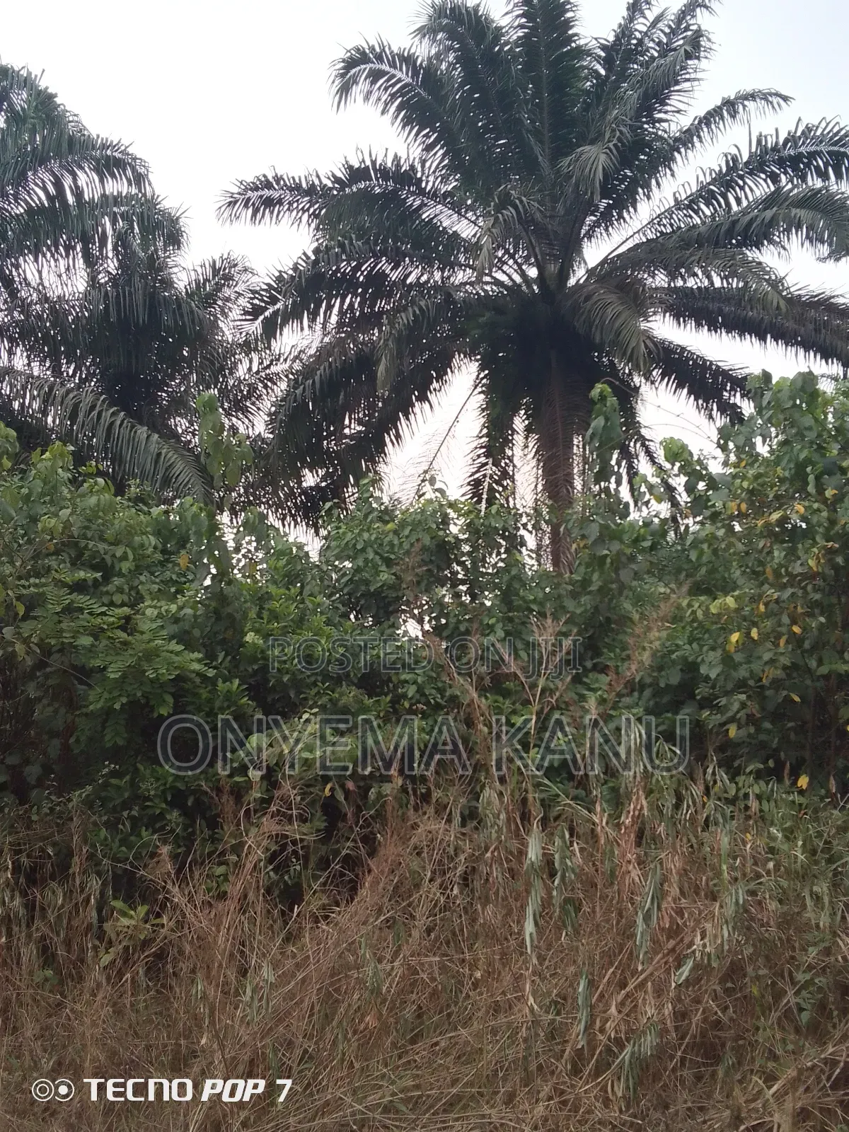 Fully Grown Palm Plantation for Sale. in Ukwa