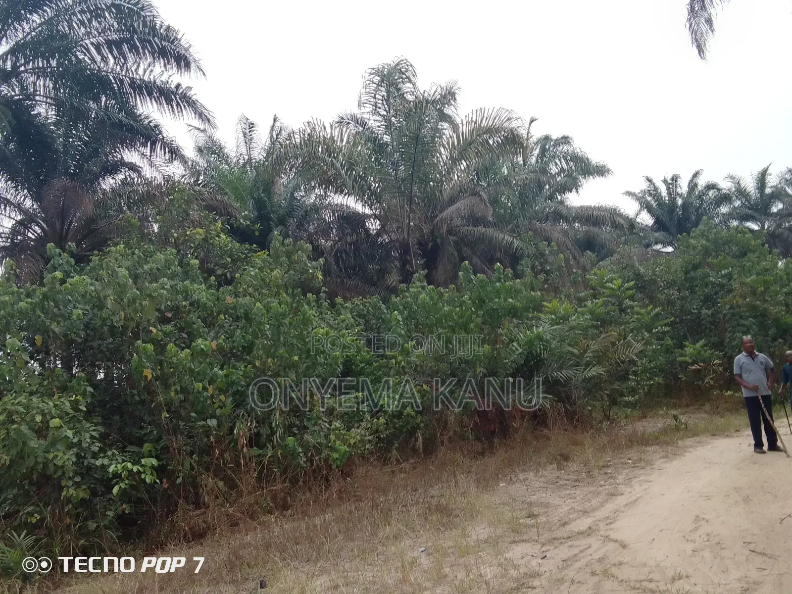Fully Grown Palm Plantation for Sale. in Ukwa