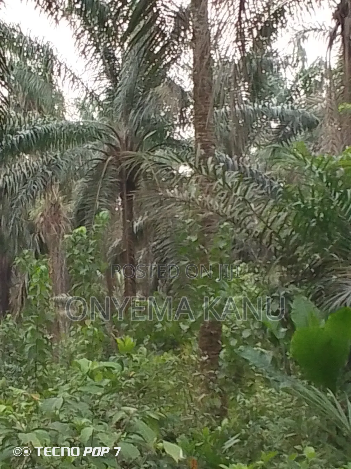 Fully Grown Palm Plantation for Sale. in Ukwa