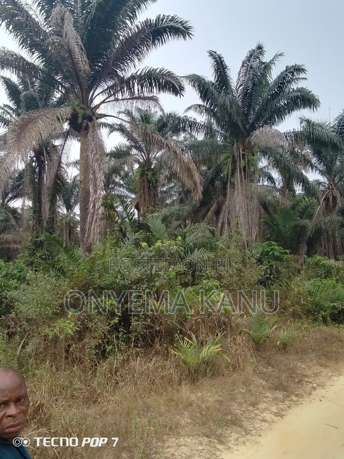 Fully Grown Palm Plantation for Sale. in Ukwa