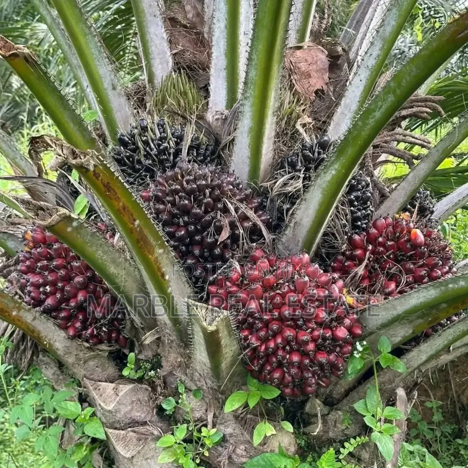 Own Palm Plantations in Acres in Ewekoro