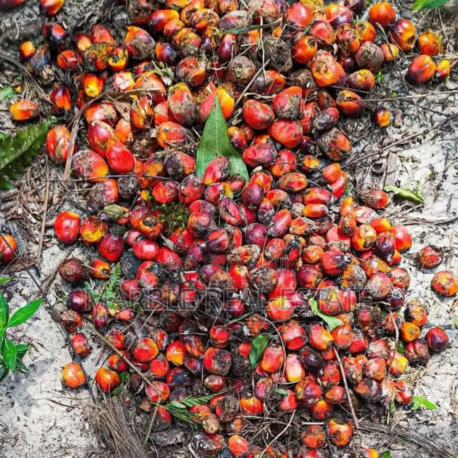 Own Palm Plantations in Acres in Ewekoro