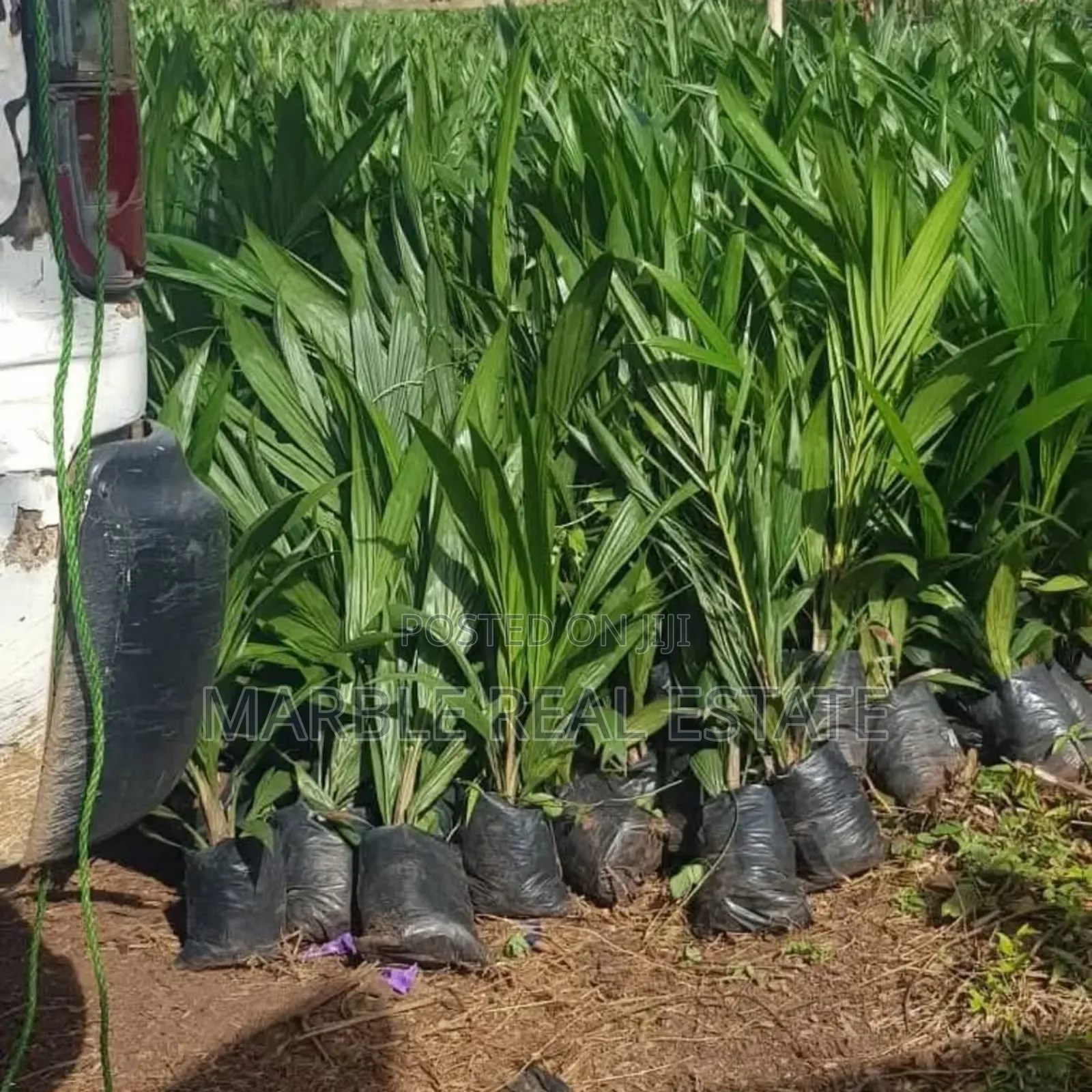 Own Palm Plantations in Acres in Ewekoro