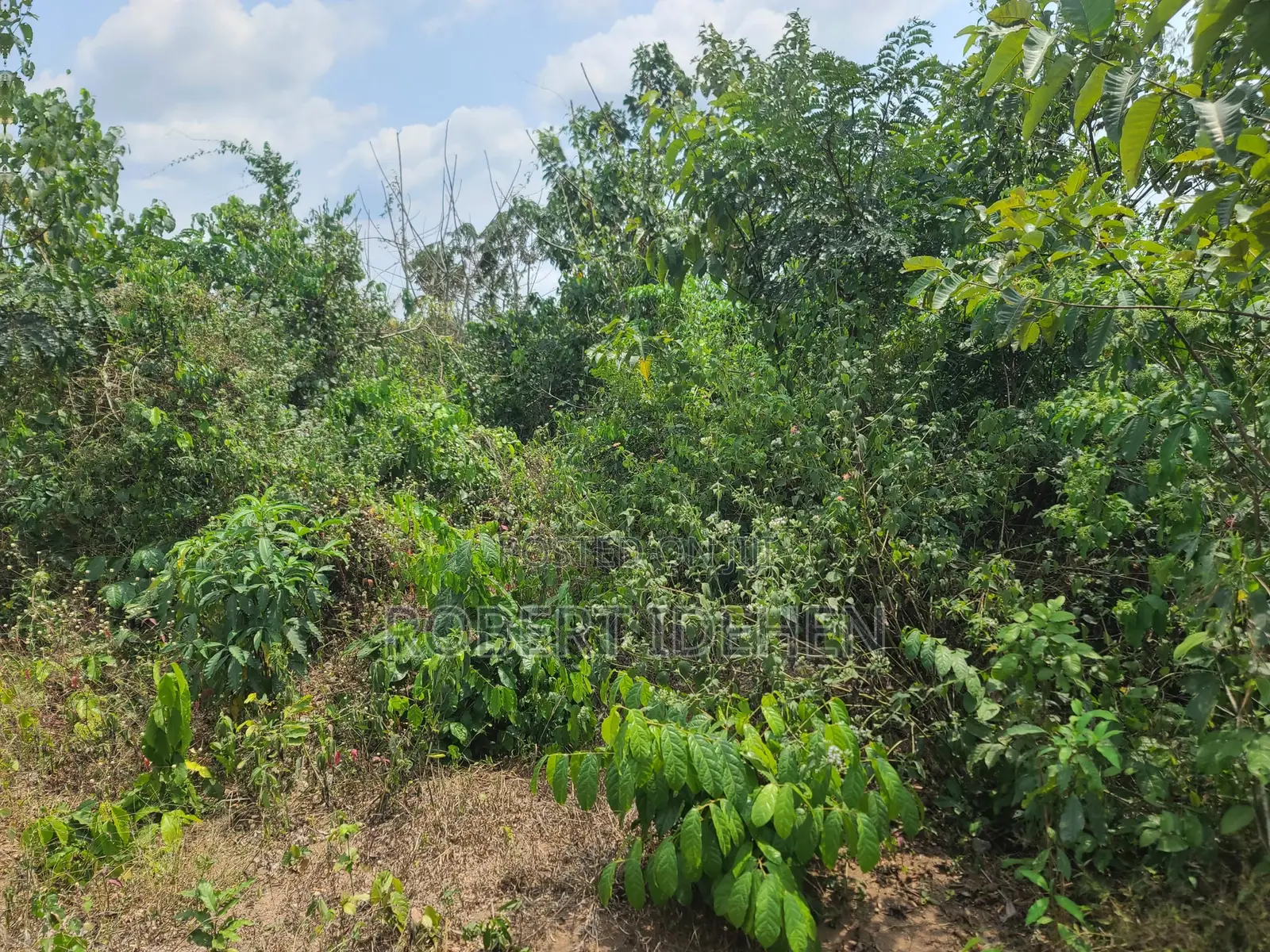 Pure Dry Land in Epe