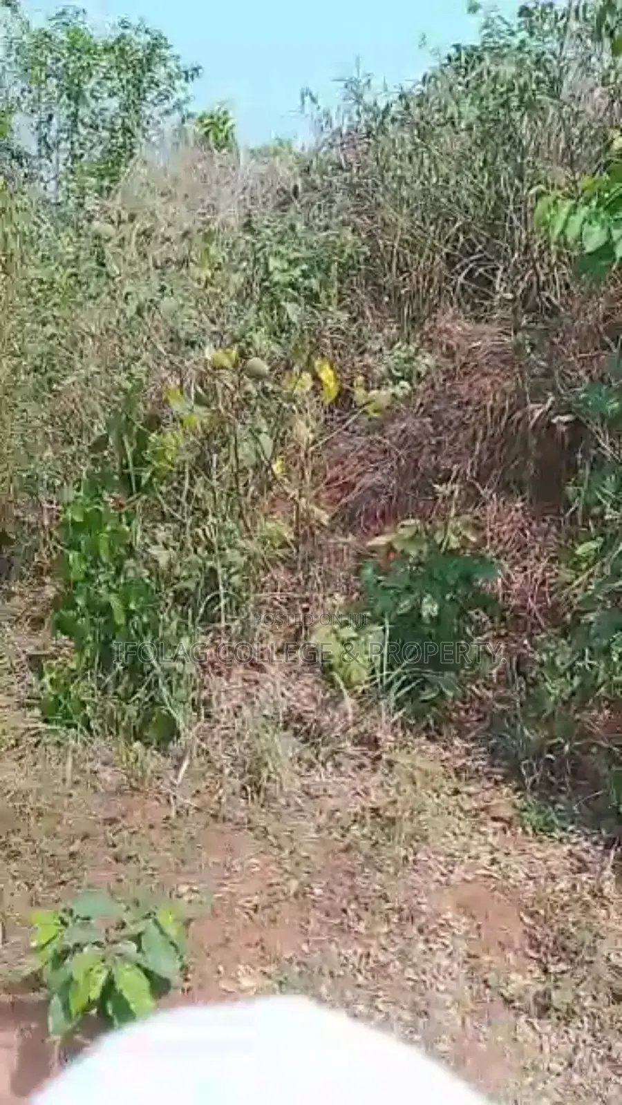 Land For Sale – Wasimi, Ogun State in Ewekoro