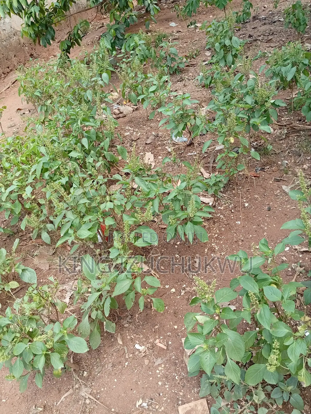 20 Plots of Land in Owerri