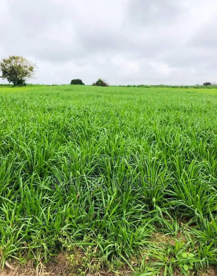 Functional Cattle Ranch 55.2 Hectares With an Abbatoir in Karu