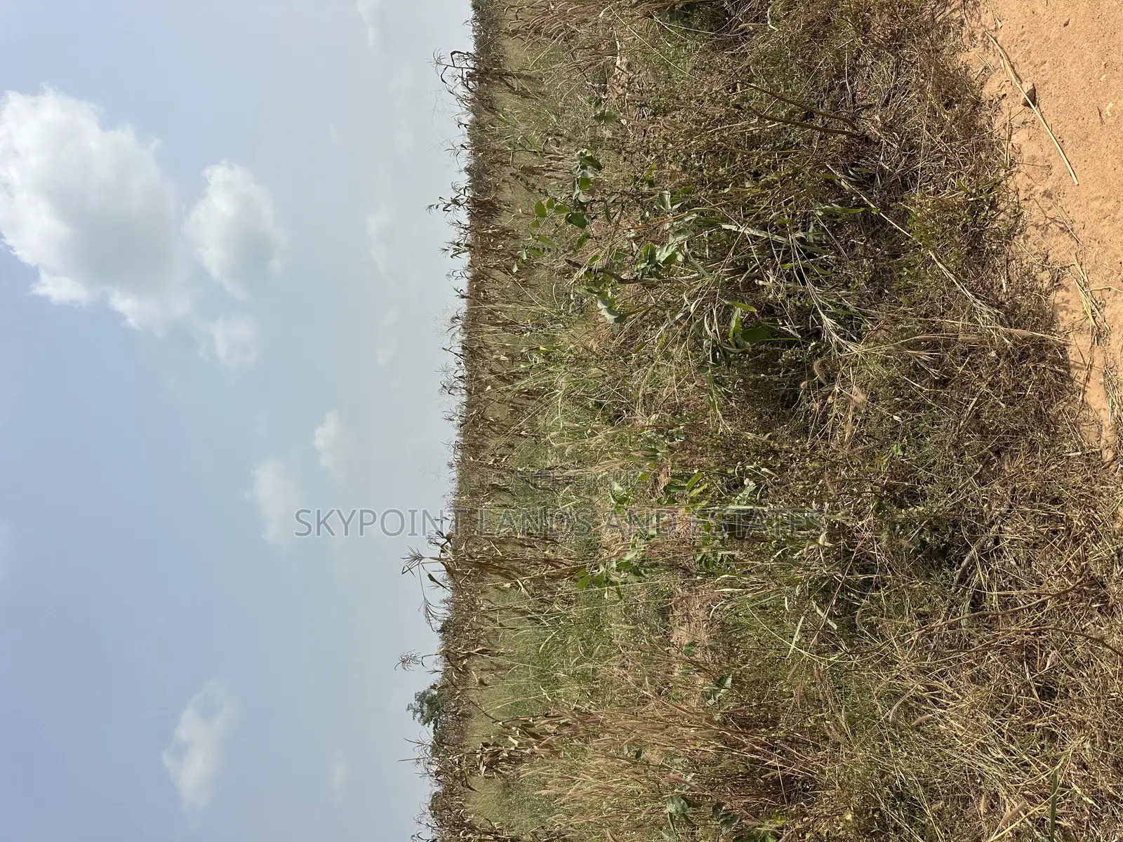 50 Acres Available at Ogungbe Off Iseyin/Ibadan Road Iseyin Oyo State in Iseyin