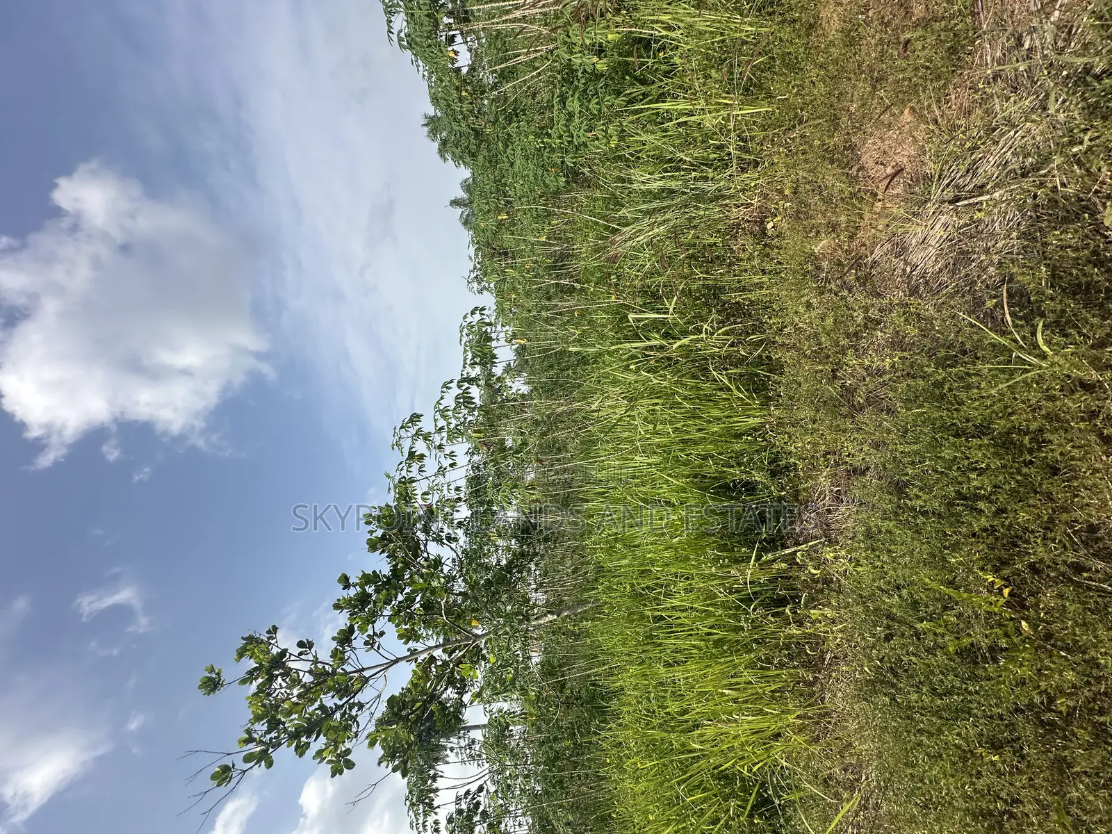 50 Acres Available at Ogungbe Off Iseyin/Ibadan Road Iseyin Oyo State in Iseyin