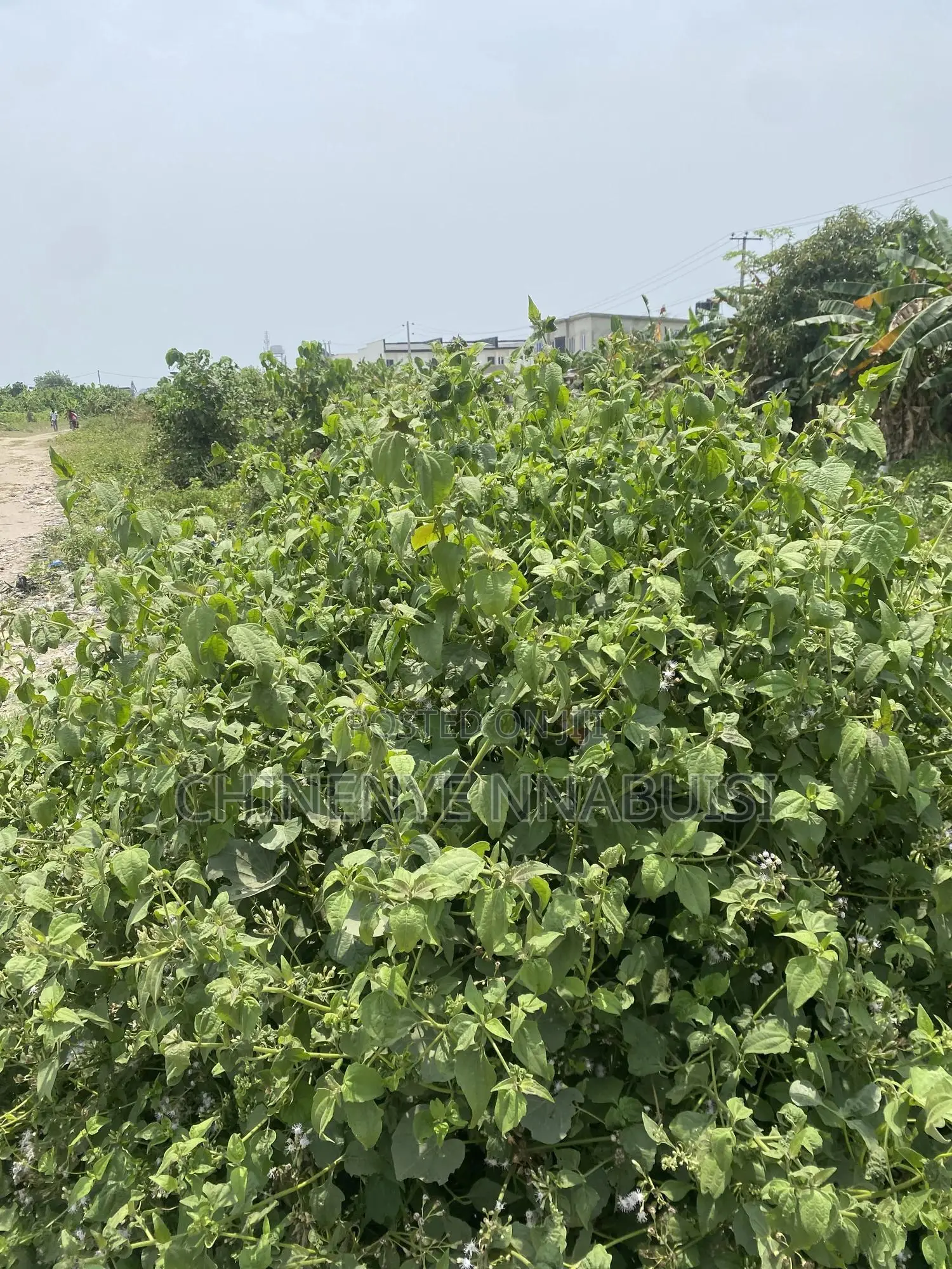 Plots of Land for Sale in Eleko