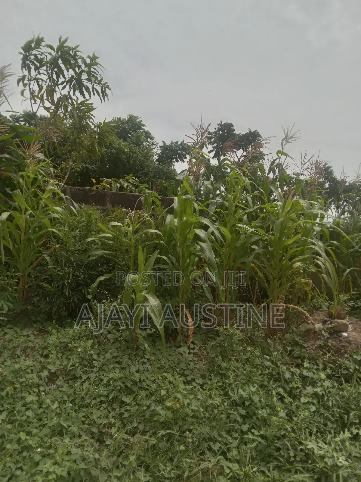 30,000 Sqm Land For Sale At Chevron Drive, Lekki in Chevron