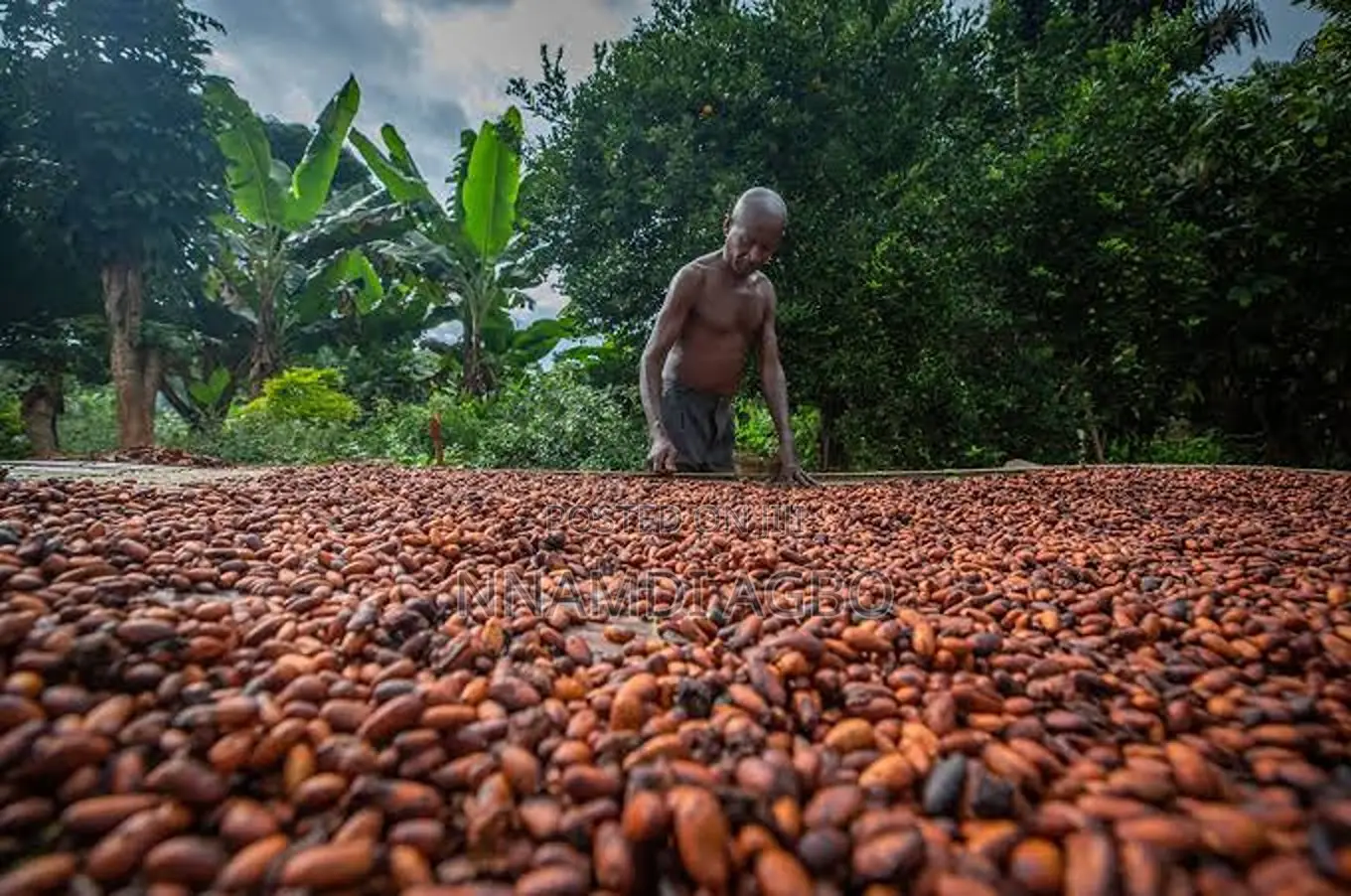 Cocoa Farm Land in Ijebu