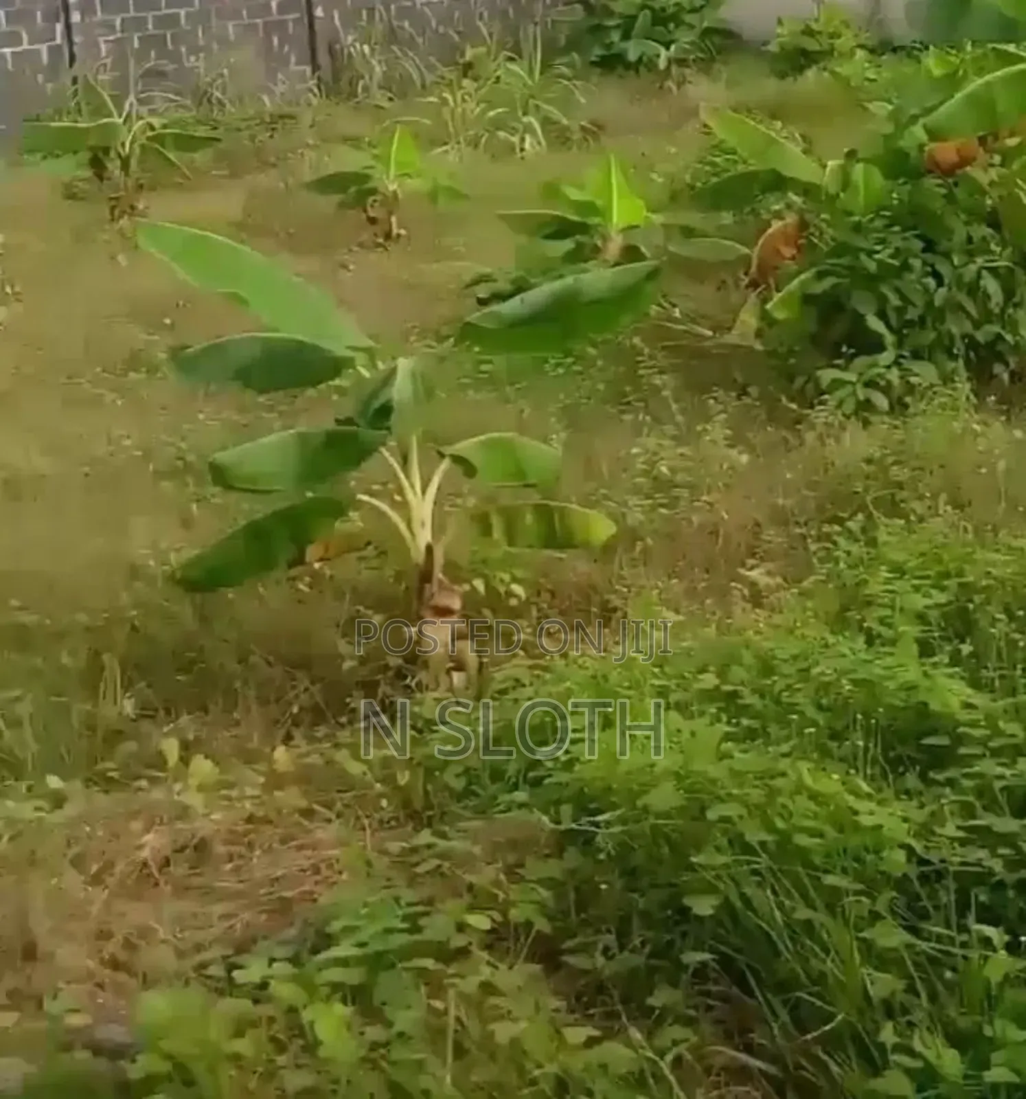 Land for Sale (60 Plots) in Bogije